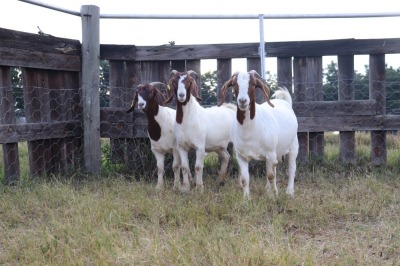 3X BOERGOAT EWE GH MULLER & SEUNS