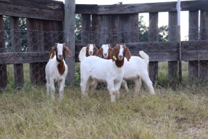 11X BOERGOAT EWE GH MULLER & SEUNS