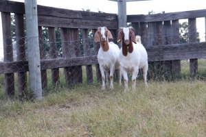 1X BOERGOAT EWE GH MULLER & SEUNS