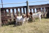 9X BOERGOAT RAM GH MULLER & SEUNS