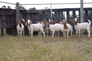 10X BOERGOAT EWE GH MULLER & SEUNS