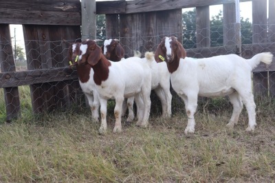 4X BOERGOAT EWE GH MULLER & SEUNS