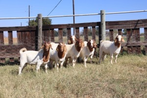 7X BOERGOAT RAM GH MULLER & SEUNS