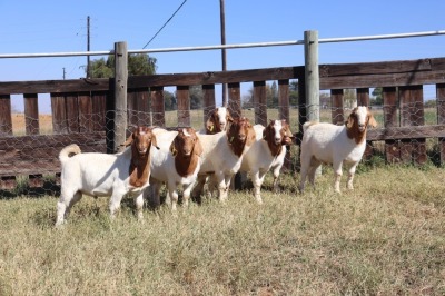 7X BOERGOAT RAM GH MULLER & SEUNS