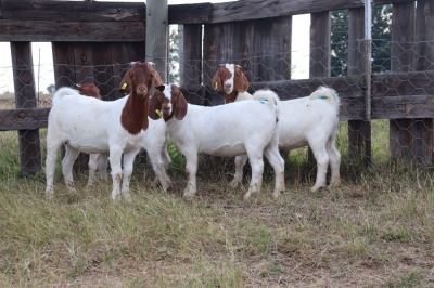 5X BOERGOAT EWE GH MULLER & SEUNS