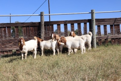 8X BOERGOAT RAM GH MULLER & SEUNS