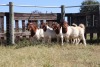 5X BOERGOAT RAM GH MULLER & SEUNS