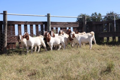 9X BOERGOAT RAM GH MULLER & SEUNS