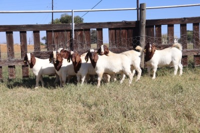 7X BOERGOAT RAM GH MULLER & SEUNS