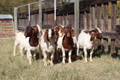 12X BOERGOAT RAM GH MULLER & SEUNS