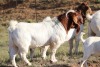 1X BOERGOAT RAM GH MULLER & SEUNS