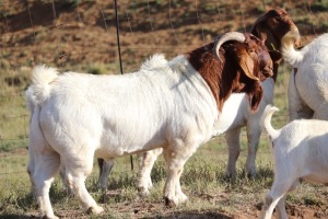 1X BOERGOAT RAM GH MULLER & SEUNS