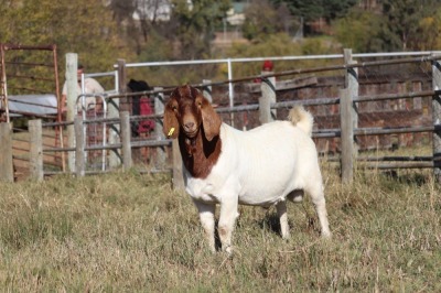 1X BOERGOAT RAM GH MULLER & SEUNS