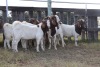 8X BOERGOAT RAM GH MULLER & SEUNS