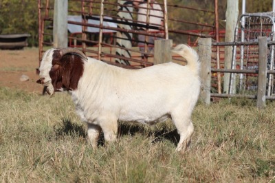 1X BOERGOAT RAM GH MULLER & SEUNS