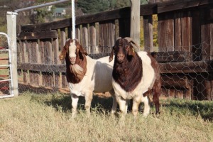 1X BOERGOAT RAM GH MULLER & SEUNS