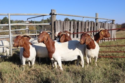 9X BOERGOAT EWE GH MULLER & SEUNS