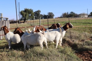 7 X BOERGOAT EWE GH MULLER & SEUNS