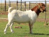 1X BOERGOAT RAM GH MULLER & SEUNS