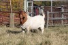 1X BOERGOAT RAM GH MULLER & SEUNS