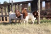 3X BOERGOAT RAM GH MULLER & SEUNS