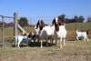 8X BOERGOAT EWE GH MULLER & SEUNS