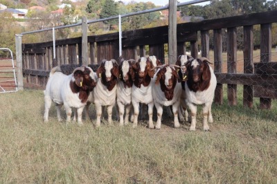 8X BOERGOAT RAM GH MULLER & SEUNS