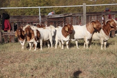 9X BOERGOAT RAM GH MULLER & SEUNS