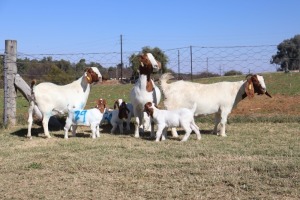 7X BOERGOAT EWE GH MULLER & SEUNS