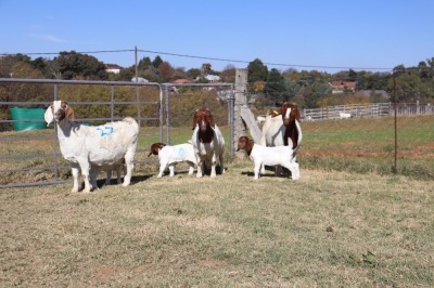 6X BOERGOAT EWE GH MULLER & SEUNS