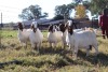 5X BOERGOAT EWE GH MULLER & SEUNS