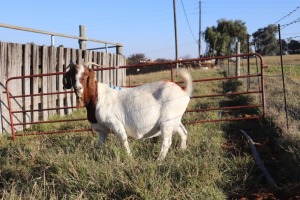 1X BOERGOAT EWE GH MULLER & SEUNS