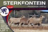 3X MEATMASTER PREGNANT EWE STERKFONTEIN MEATMASTERS