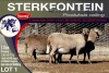 3X MEATMASTER PREGNANT EWE STERKFONTEIN MEATMASTERS - 3