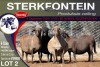 4X MEATMASTER PREGNANT EWE STERKFONTEIN MEATMASTERS