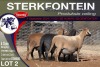 4X MEATMASTER PREGNANT EWE STERKFONTEIN MEATMASTERS - 2