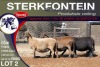 4X MEATMASTER PREGNANT EWE STERKFONTEIN MEATMASTERS - 3