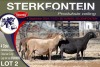 4X MEATMASTER PREGNANT EWE STERKFONTEIN MEATMASTERS - 4