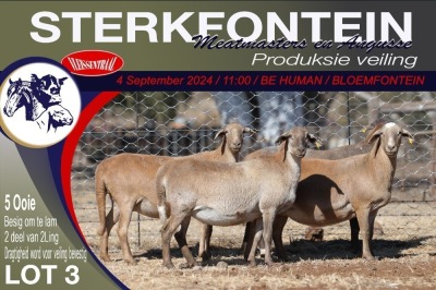 5X MEATMASTER PREGNANT EWE STERKFONTEIN MEATMASTERS