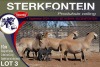 5X MEATMASTER PREGNANT EWE STERKFONTEIN MEATMASTERS - 2