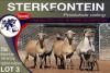 5X MEATMASTER PREGNANT EWE STERKFONTEIN MEATMASTERS - 3