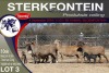 5X MEATMASTER PREGNANT EWE STERKFONTEIN MEATMASTERS - 4