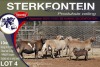 4X MEATMASTER PREGNANT EWE STERKFONTEIN MEATMASTERS