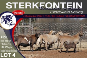 4X MEATMASTER PREGNANT EWE STERKFONTEIN MEATMASTERS