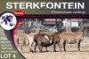 4X MEATMASTER PREGNANT EWE STERKFONTEIN MEATMASTERS - 2