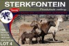 4X MEATMASTER PREGNANT EWE STERKFONTEIN MEATMASTERS - 3