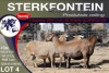 4X MEATMASTER PREGNANT EWE STERKFONTEIN MEATMASTERS - 4