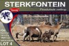 4X MEATMASTER PREGNANT EWE STERKFONTEIN MEATMASTERS - 5