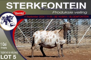 1X MEATMASTER EWE STERKFONTEIN MEATMASTERS