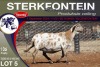 1X MEATMASTER EWE STERKFONTEIN MEATMASTERS - 2